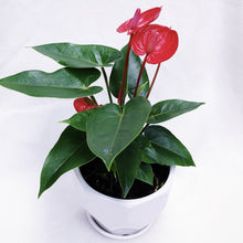 Load image into Gallery viewer, ANTHURIUM ANDRAENUM FLAMINGO LILY
