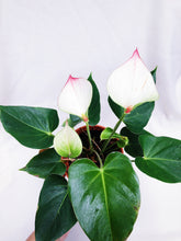 Load image into Gallery viewer, ANTHURIUM ANDRAENUM FLAMINGO LILY
