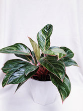 Load image into Gallery viewer, AGLAONEMA
