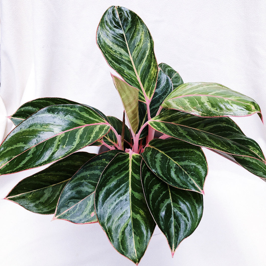 AGLAONEMA