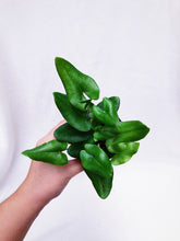 Load image into Gallery viewer, HEMIONITIS ARIFOLIA (HEART FERN)

