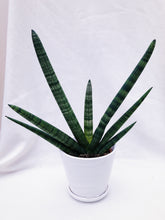 Load image into Gallery viewer, SANSEVIERIA CYLINDRICE (STARFISH)
