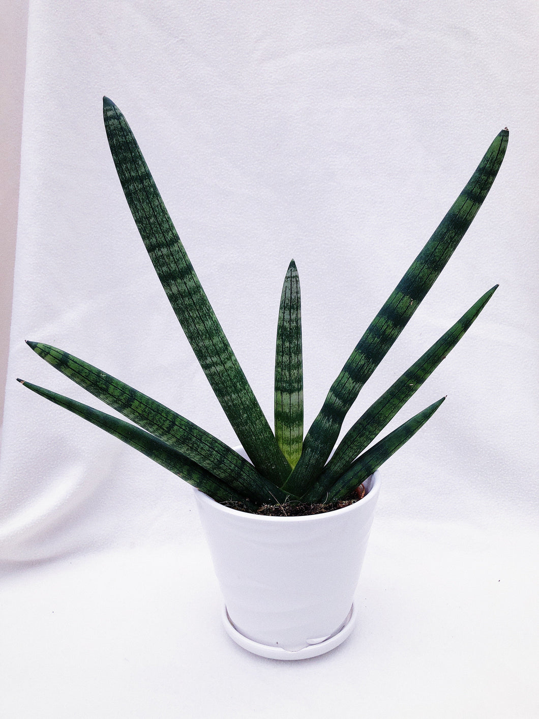 SANSEVIERIA CYLINDRICE (STARFISH)