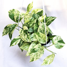 Load image into Gallery viewer, MARBLE QUEEN POTHOS
