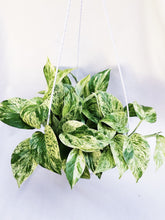 Load image into Gallery viewer, MARBLE QUEEN POTHOS

