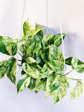 Load image into Gallery viewer, MARBLE QUEEN POTHOS
