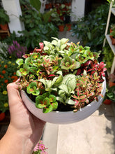 Load image into Gallery viewer, Fittonia Arrangement
