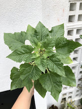 Load image into Gallery viewer, SUNFLOWER
