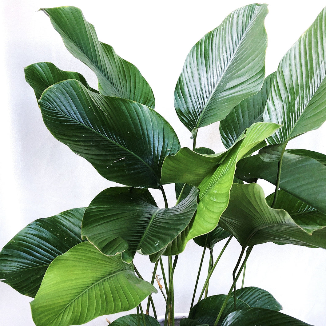 CALATHEA LUTEA
