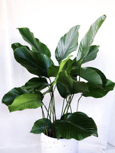 Load image into Gallery viewer, CALATHEA LUTEA
