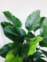 Load image into Gallery viewer, CALATHEA LUTEA
