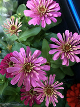 Load image into Gallery viewer, ZINNIAS MINI DAISY
