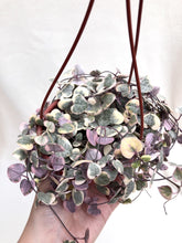 Load image into Gallery viewer, VARIEGATED STRING OF HEARTS

