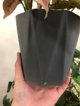 Load image into Gallery viewer, MIX SYNGONIUM IN GRAY POT
