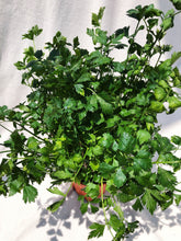 Load image into Gallery viewer, ITALIAN FLAT PARSLEY (DAUN SUP) berrykinn

