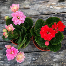 Load image into Gallery viewer, KALANCHOE BLOSSFELDIANA berrykinn
