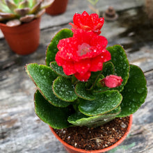 Load image into Gallery viewer, KALANCHOE BLOSSFELDIANA berrykinn
