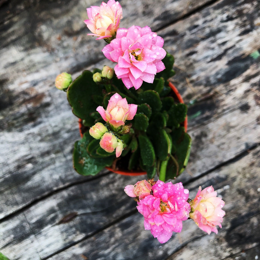 KALANCHOE BLOSSFELDIANA berrykinn