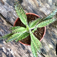 Load image into Gallery viewer, KALANCHOE HOUGHTONII (MOTHER OF THOUSANDS) berrykinn
