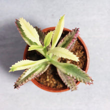 Load image into Gallery viewer, KALANCHOE HOUGHTONII (MOTHER OF THOUSANDS) berrykinn
