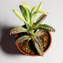 Load image into Gallery viewer, KALANCHOE HOUGHTONII (MOTHER OF THOUSANDS) berrykinn
