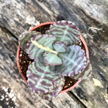 Load image into Gallery viewer, KALANCHOE MARMORATA berrykinn
