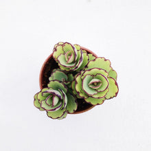Load image into Gallery viewer, LAXIFLORAS berrykinn
