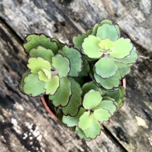 Load image into Gallery viewer, LAXIFLORAS berrykinn
