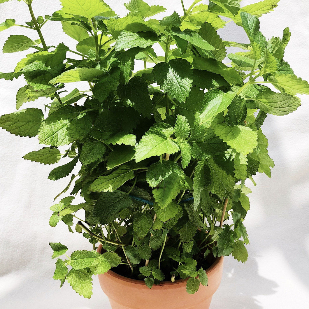LEMON BALM berrykinn