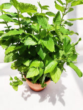 Load image into Gallery viewer, LEMON BALM berrykinn
