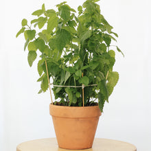 Load image into Gallery viewer, LEMON BALM berrykinn
