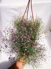 Load image into Gallery viewer, LOW BABY&#39;S BREATH PLANT, PSAMMOPHILIELLA berrykinn
