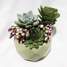Load image into Gallery viewer, Loaded Succulents Bowl berrykinn
