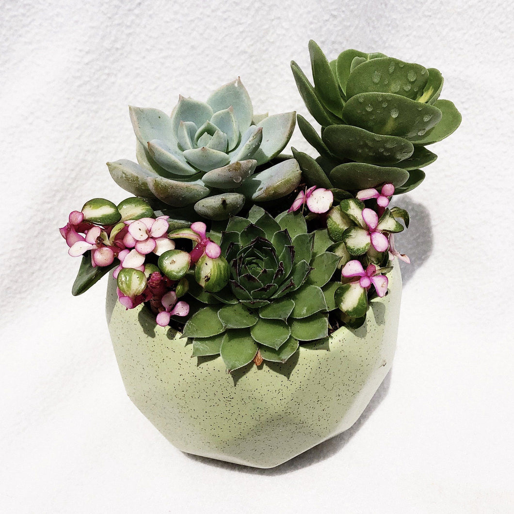 Loaded Succulents Bowl berrykinn