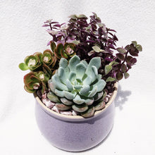 Load image into Gallery viewer, Loaded Succulents Bowl berrykinn

