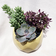 Load image into Gallery viewer, Loaded Succulents Bowl berrykinn

