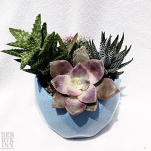 Load image into Gallery viewer, Loaded Succulents Bowl berrykinn
