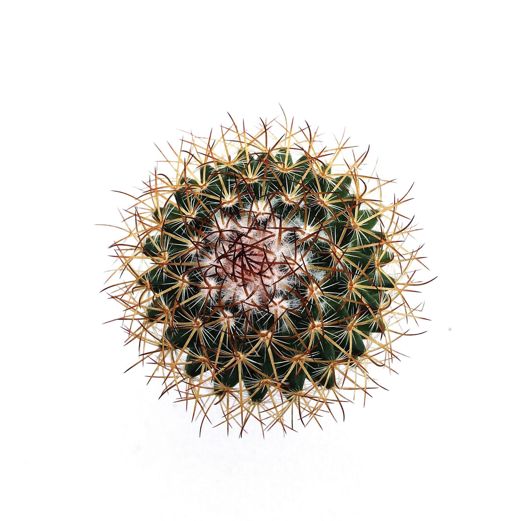 MAMMILLARIA 2 berrykinn