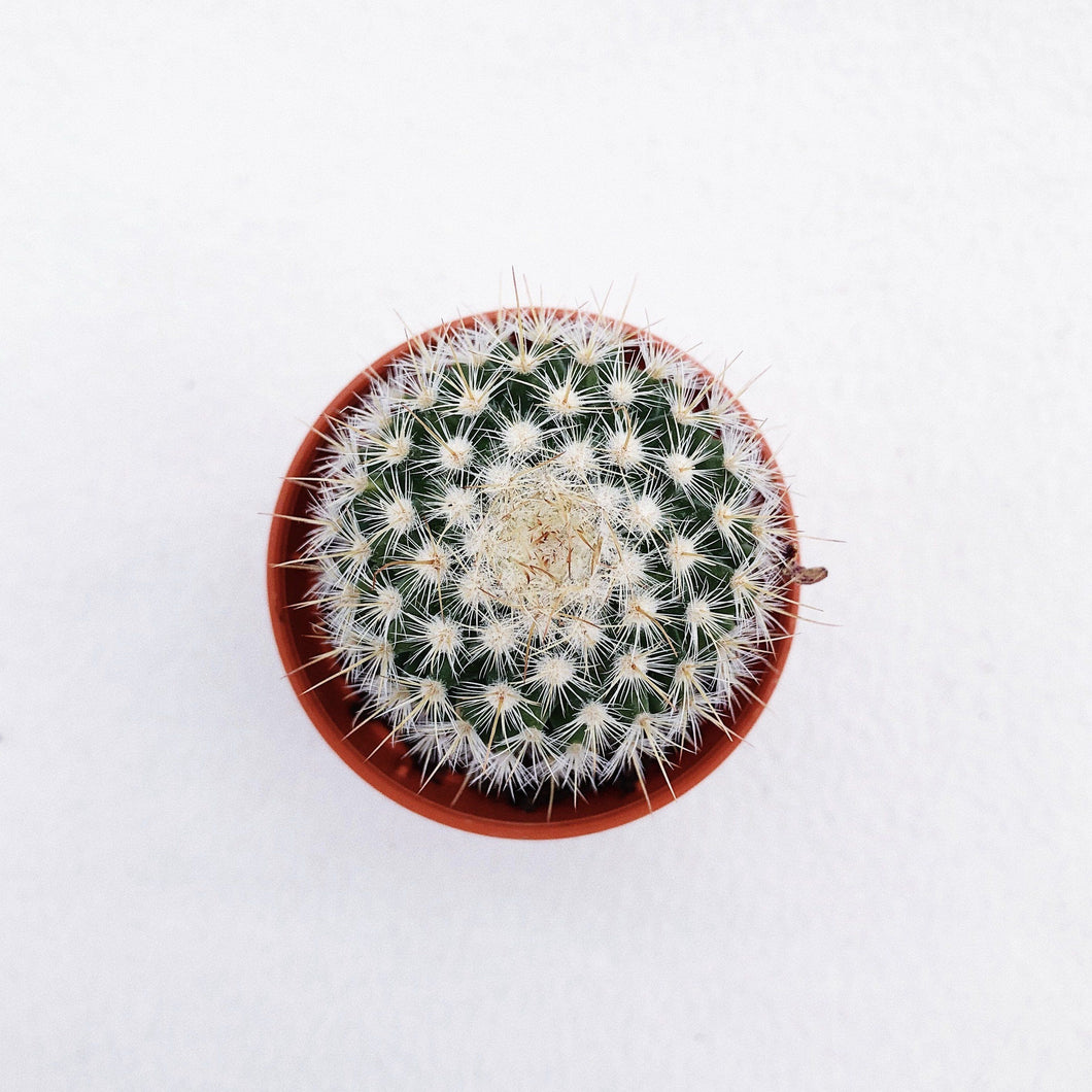 MAMMILLARIA 3 berrykinn