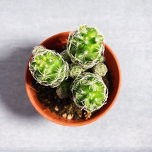 Load image into Gallery viewer, MAMMILLARIA GRACILIS berrykinn
