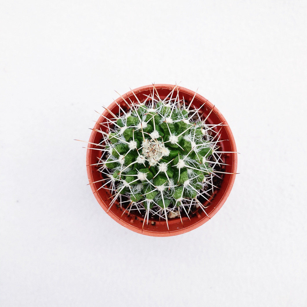 MAMMILLARIA PARKINSONII berrykinn