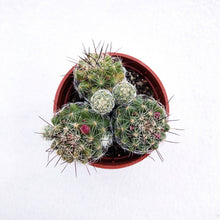 Load image into Gallery viewer, MAMMILLARIA berrykinn
