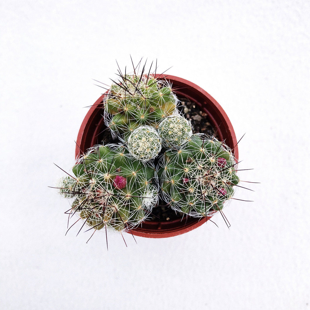 MAMMILLARIA berrykinn