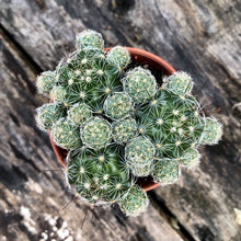 Load image into Gallery viewer, MAMMILLARIA berrykinn
