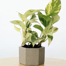 Load image into Gallery viewer, MARBLE QUEEN POTHOS berrykinn

