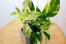 Load image into Gallery viewer, MARBLE QUEEN POTHOS berrykinn
