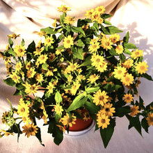 Load image into Gallery viewer, MELAMPODIUM berrykinn
