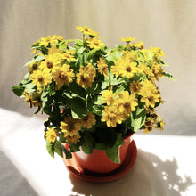 Load image into Gallery viewer, MELAMPODIUM berrykinn
