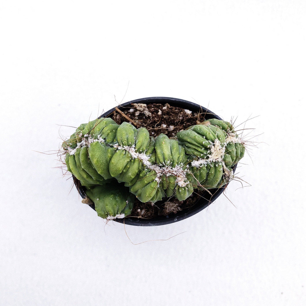 MING THING CACTUS berrykinn