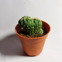 Load image into Gallery viewer, MING THING CACTUS berrykinn
